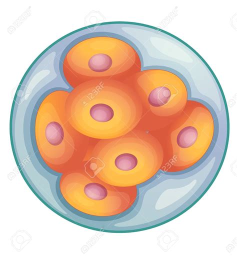 Stem cell clipart 20 free Cliparts | Download images on Clipground 2024