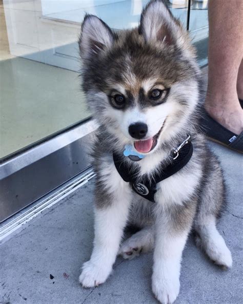 Meet Norman, The Husky-Pomerian Mix Puppy Who Is Capturing Hearts Everywhere | Cute animals ...