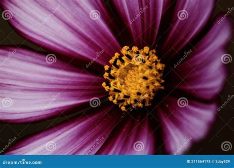 Closeup of Purple Cosmos Flower Stock Photo - Image of magenta ...