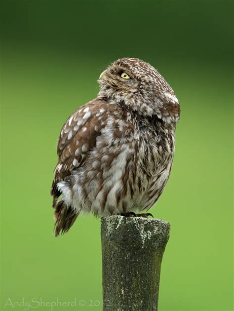 Andy Shepherd Wildlife Photography: Little Owl