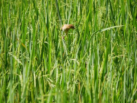 Premium Photo | Birds are eating rice in paddy fields.