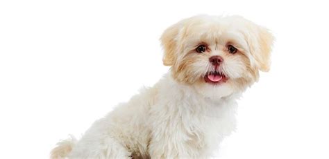 White Shih Tzu vs Albino and Standard Shih Tzu Dogs