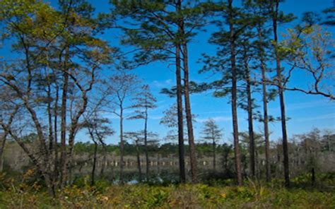 Apalachicola National Forest • Visit Tallahassee