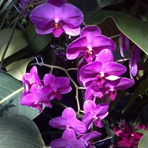 Purple orchids | Purple orchids, Orchids, Flowers