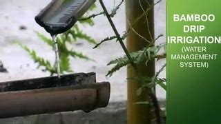 Bamboo drip irrigation