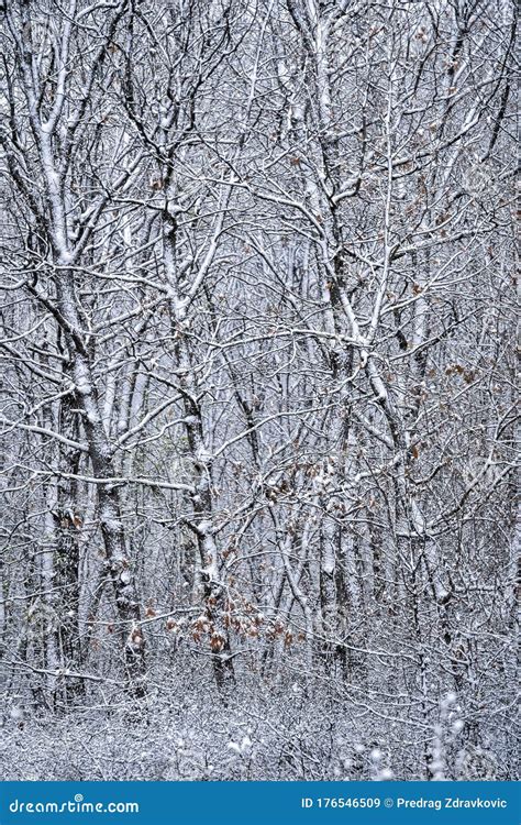 March snow in the forest stock image. Image of freeze - 176546509