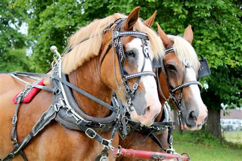 Horses Pulling Cart Free Stock Photo - Public Domain Pictures