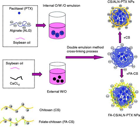 Effective method of chitosan-coated alginate nanoparticles for target ...