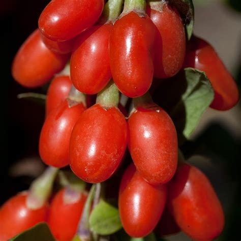 Lifeberry® Goji Berry Plant Collection - Stark Bro's