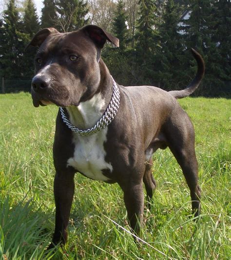 american staffordshire terrier | American Staffordshire Terrier Jack photo and wallpaper ...