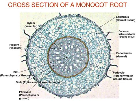 Calyxos Root