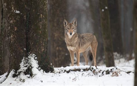 Anniversary Match - Endangered Wolf Center