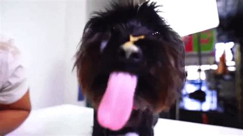 Dog-licking-peanut-butter GIFs - Get the best GIF on GIPHY