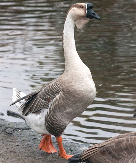 African Goose: Characteristics, Origin, Uses & Full Breed Information