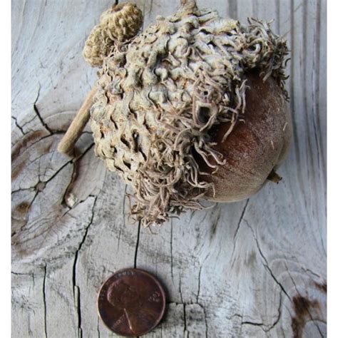 Bur Oak Acorns | Large Acorns | Acorn Decorations