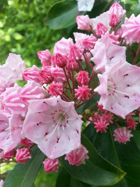 When Mountain Laurel Blooms | Beautiful flowers pictures, Beautiful flowers, Bloom