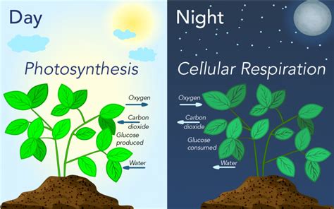 Light & Plants - Let's Talk Science