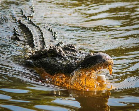 What Is The Difference Between An Alligator and A Crocodile? - Bayou Swamp Tours