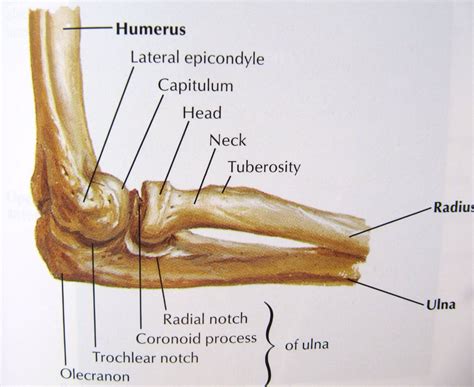 Bones of the elbow joint lateral view | Joints anatomy, Elbow anatomy, Anatomy bones