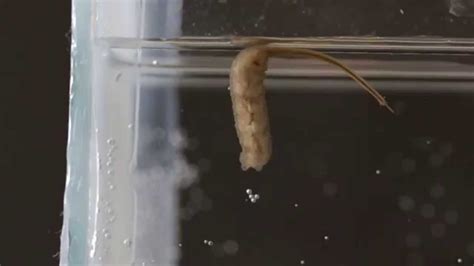 Drone Fly larva, aka "Rat-tailed Maggot" (Eristalis tenax) - YouTube