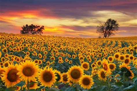 11 Magical Sunflower Fields in Texas (And Farms!) - Roaming the USA