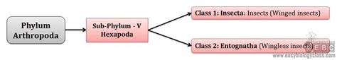 Hexapoda (Insecta): General Characteristics | easybiologyclass