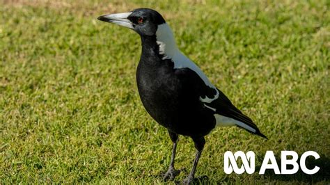 Spring is magpie swooping season, but it doesn't have to be. How to befriend your neighbourhood ...