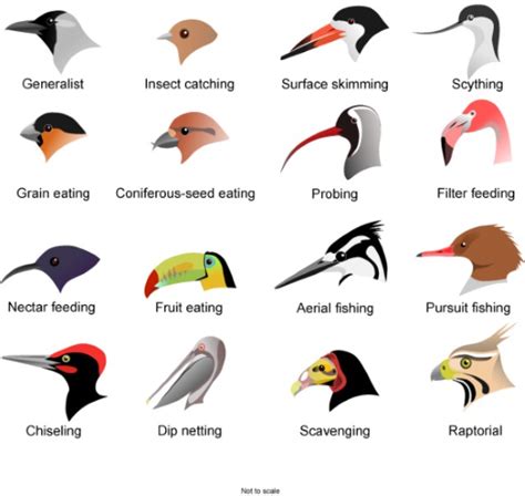 Bird Beak Types Diagram