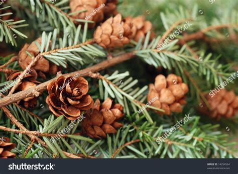 Evergreen Branch Tiny Pine Cones Macro Stock Photo 14254564 - Shutterstock