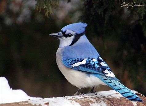 7 Proven Ways to Attract Blue Jays to Your Yard