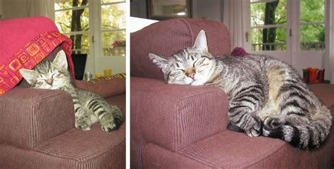 15 Amazing Before and After Pictures of Cats That Will Make Your Day