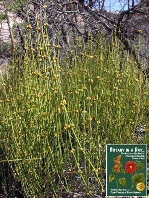 Ephedra (plant) - Alchetron, The Free Social Encyclopedia