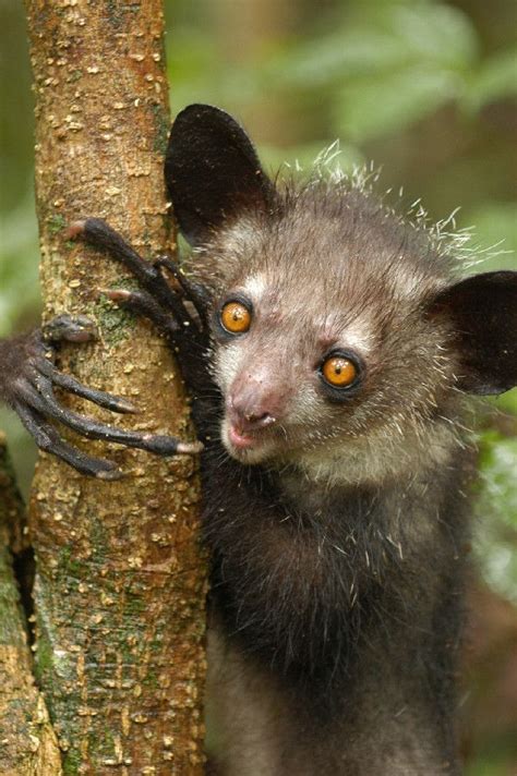 How a Homely Lemur's Genome May Help Save It | Live Science