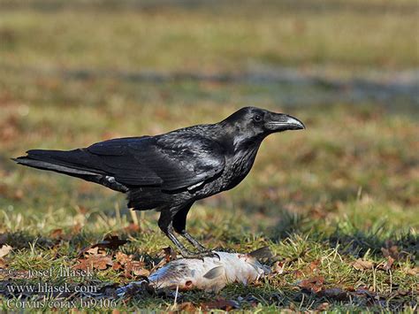 ワタリガラス الغراب الأسود Κόρακας Corvo Крук Kuzgun עורב שחו Corvus corax ...