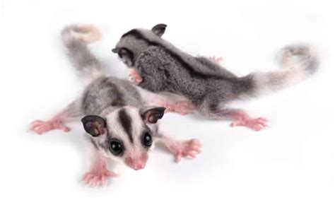 Breeding and Selling Sugar Gliders for a Profit [Step-by-Step] – thepetsavvy.com