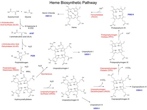 Heme Biosynthesis | Frontier Specialty Chemicals