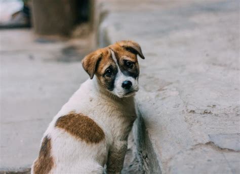 How to Help Stray and Lost Pets | PetMD