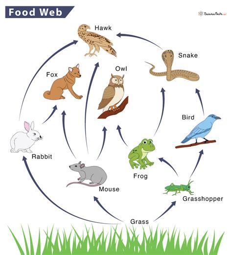 Food Web – Definition, Trophic Levels, Types, and Example