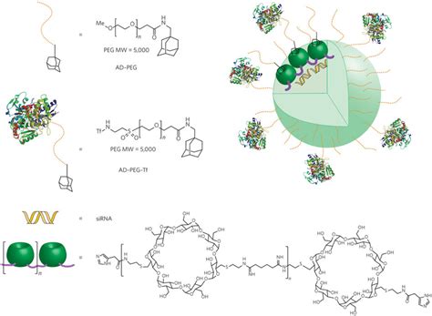 Cyclodextrin polymer nanoparticles.Composition of the cyclodextrin ...