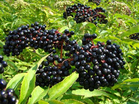 Common Poisonous Berries in North America – 101 Ways to Survive