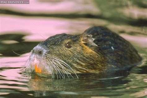 Daily Creature 93: Coypu (Nutria) - Hal Brindley Wildlife Photography