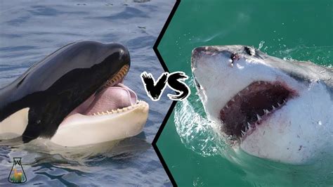 Great White Shark Vs Killer Whale Who Would Win