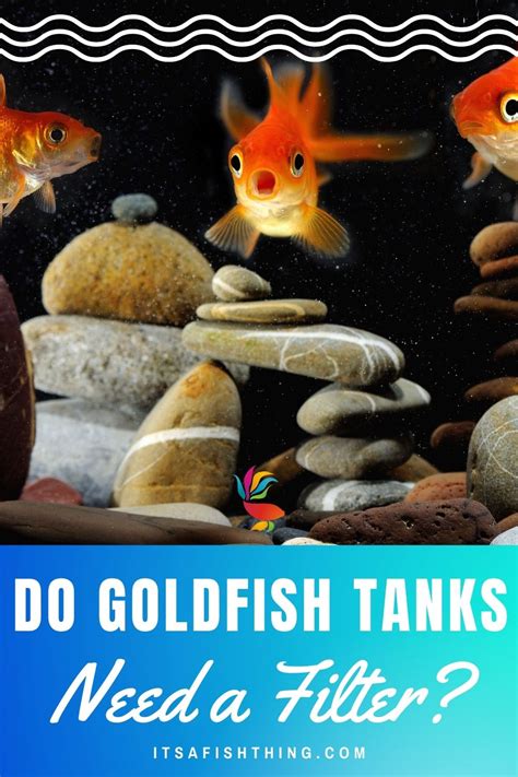 photo of goldfish swimming with pebbles. Goldfish Care, Hepper, Tank I ...