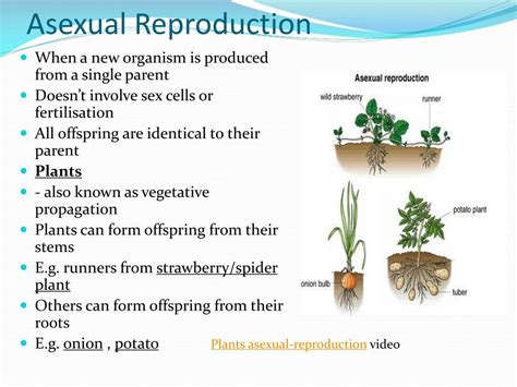 Ppt Asexual Reproduction In Plants Powerpoint | The Best Porn Website