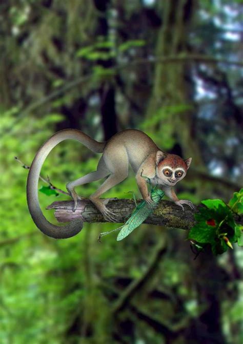 Photos: Fossils Reveal Pint-Sized Primate | Live Science