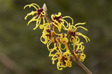 Flower of Witch Hazel in Early Spring. Stock Photo - Image of gorgeous, blossom: 109633490