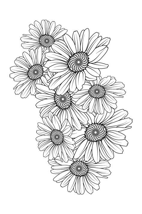 How To Draw Daisy Flower Coloring Page How To Draw Da - vrogue.co