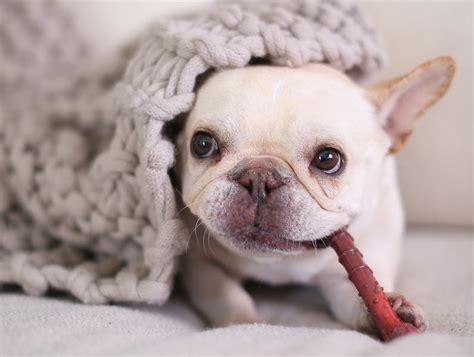 5 Effective Natural Ways to Keep Your Dog's Teeth Clean • Where's The Frenchie?