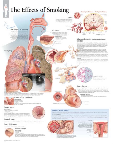 Effects of Smoking | Scientific Publishing