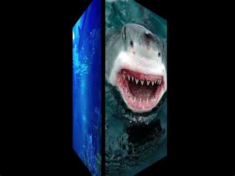 Interesting Facts about Sharks | Elasmobranchii species | Older than dinosaur | Save Sharks ...